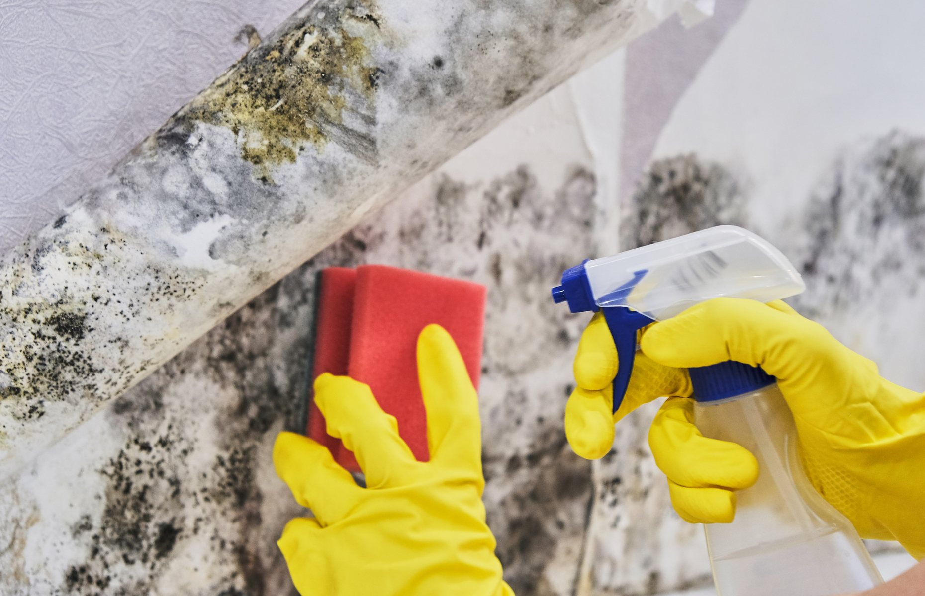 How to stop damp mould